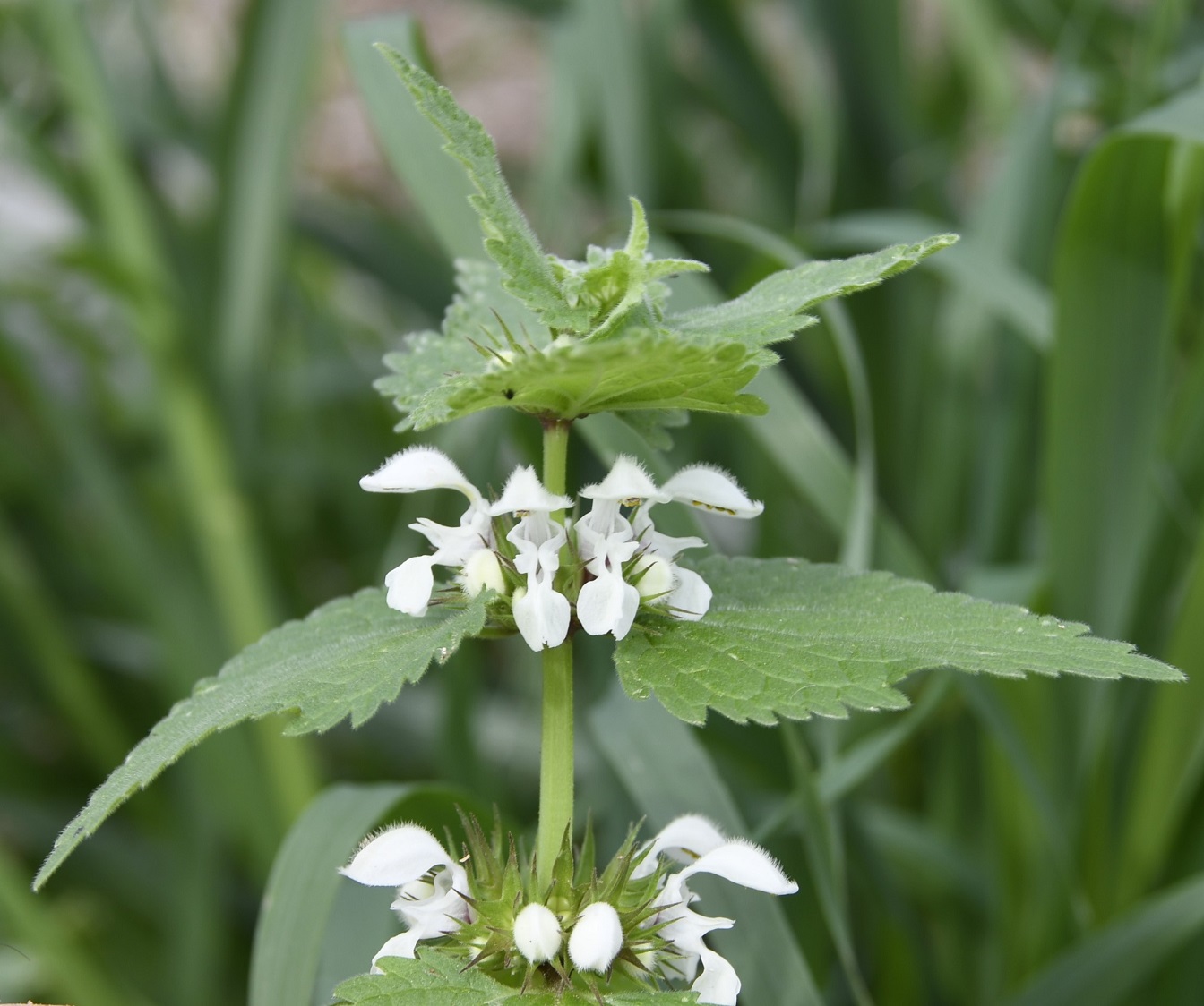 Image of Lamium moschatum ssp. micranthum specimen.
