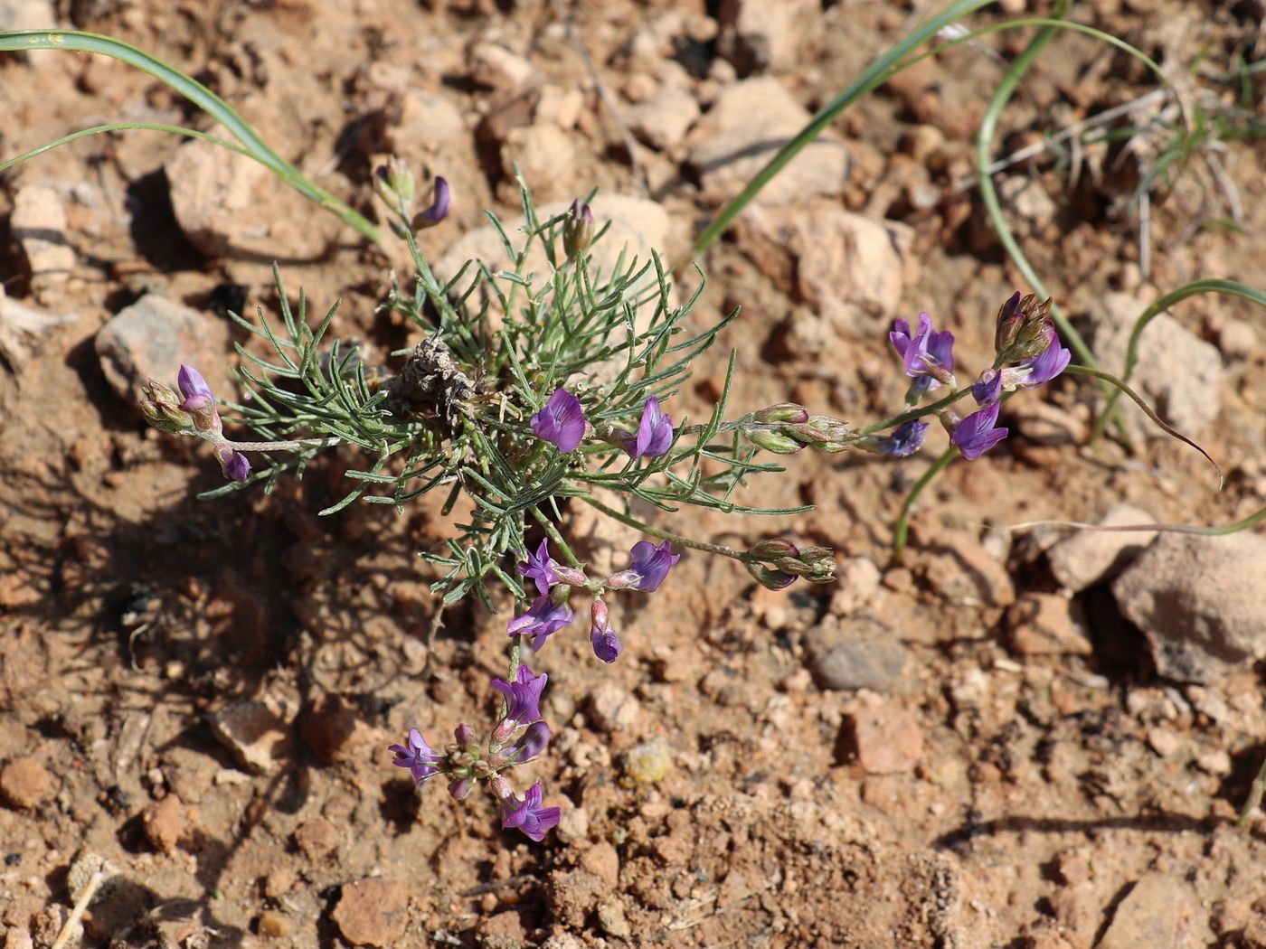 Изображение особи Astragalus nematodes.