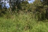 Phragmites australis. Плодоносящие растения. Калужская обл., Ульяновский р-н, р. Вытебеть, в 500 м к востоку от деревни Мелихово, правый берег. 30 августа 2024 г.