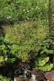 Geranium robertianum