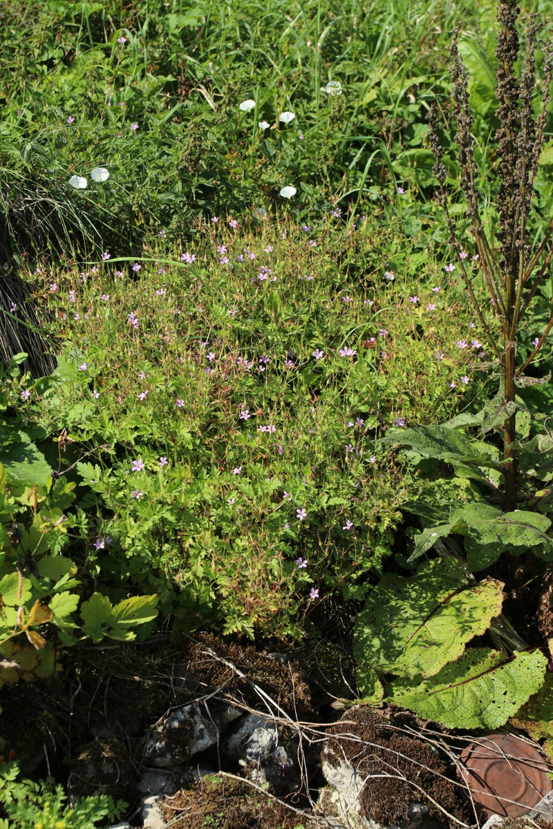 Изображение особи Geranium robertianum.