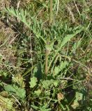 Senecio jacobaea