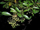 Pyracantha crenulata