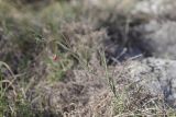 Lathyrus setifolius. Цветущее растение. Крым, Севастополь, Байдарская дол., можжевеловое редколесье. 29.04.2025.