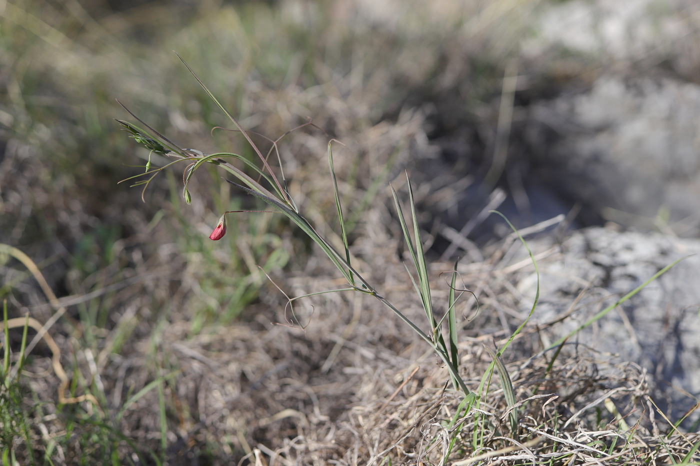 Image of Lathyrus setifolius specimen.