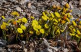 Tussilago farfara. Цветущие растения. Краснодарский край, Сочи, Хостинский р-н, ущ. р. Хоста, Тисово-самшитовая роща, опушка смешанного леса. 10.03.2025.