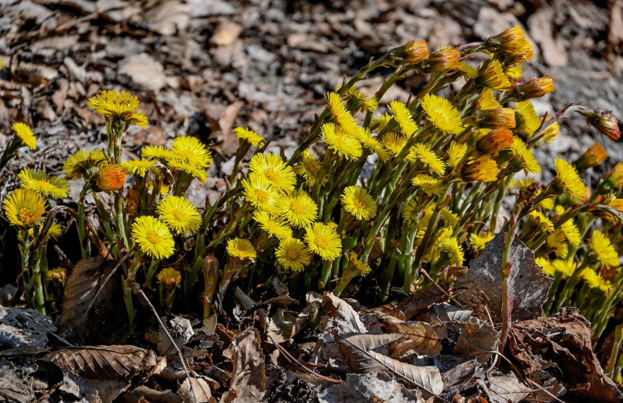 Изображение особи Tussilago farfara.