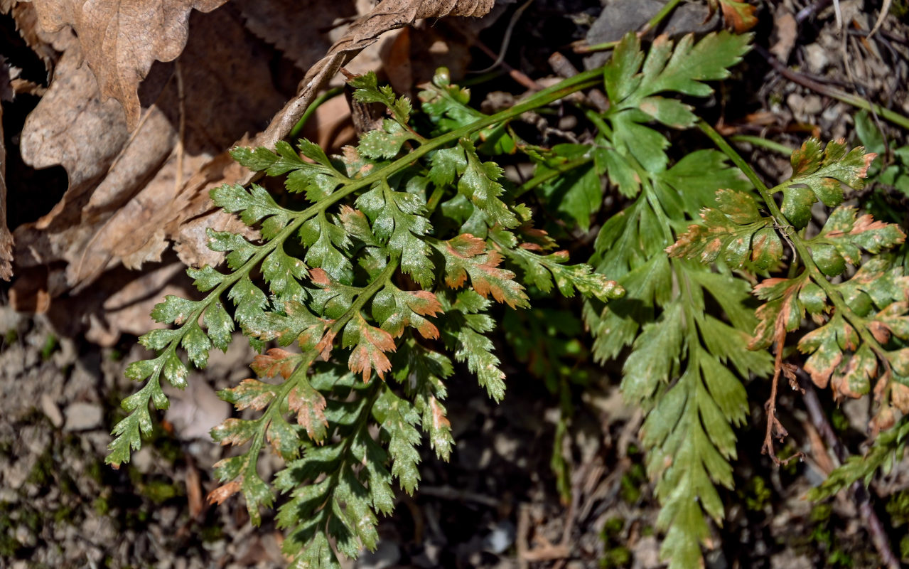 Image of Asplenium adiantum-nigrum specimen.