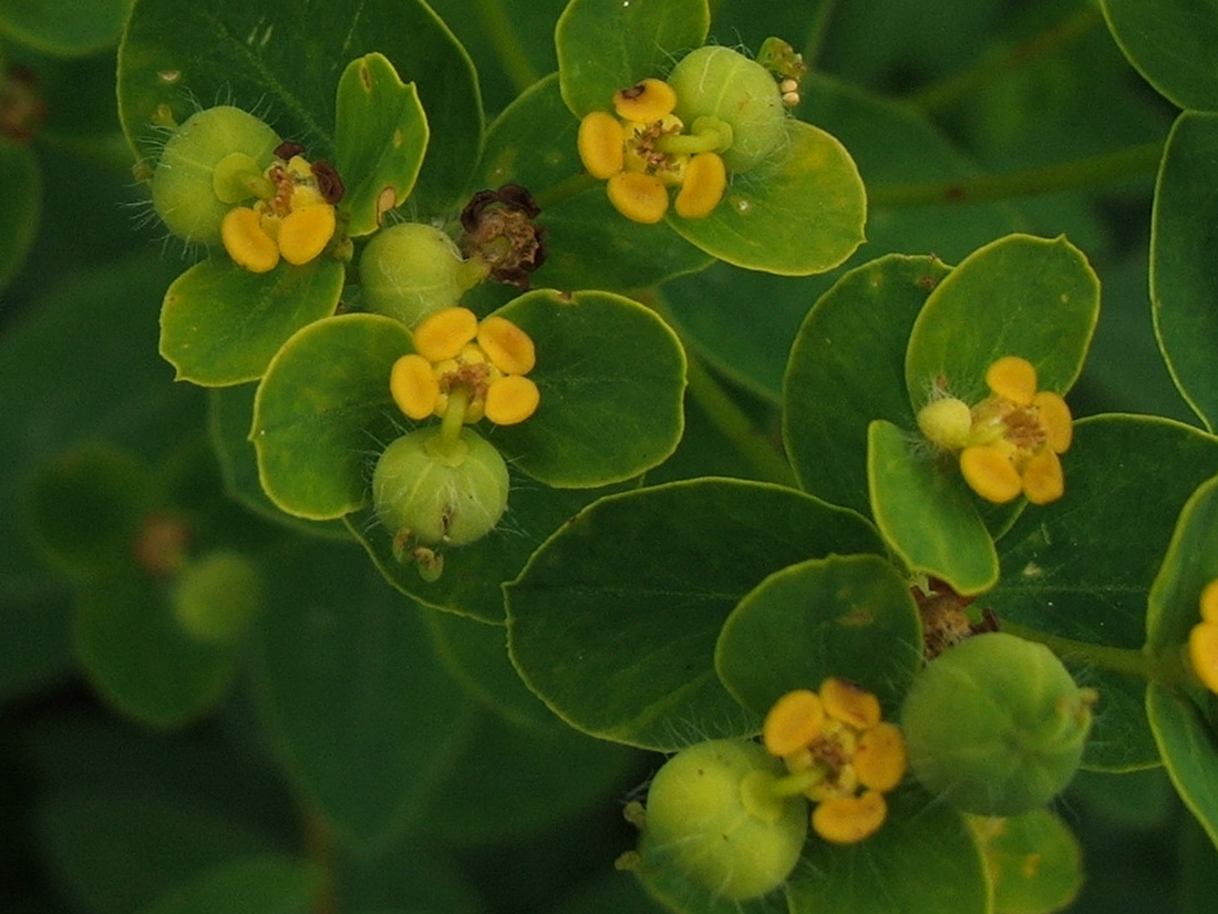 Изображение особи Euphorbia tauricola.