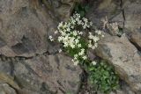 Saxifraga adenophora