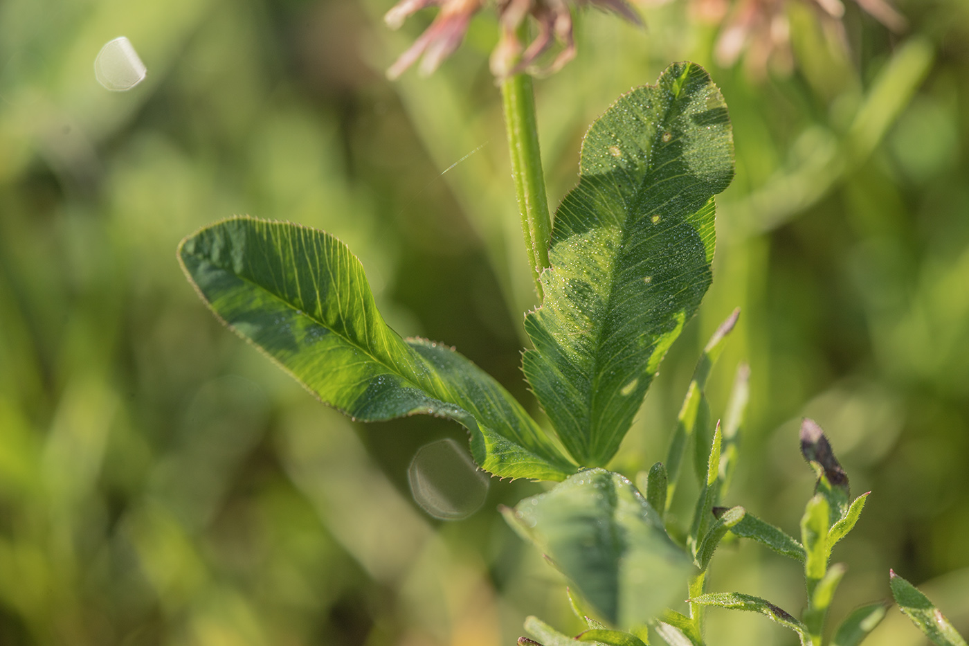 Image of Trifolium hybridum specimen.