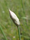 Allium maximowiczii. Верхушка побега с нераскрывшимся соцветием. Хабаровский край, г. Комсомольск-на-Амуре, дол. ручья Тёплый ключ, зарастающий пустырь. 25.06.2025.