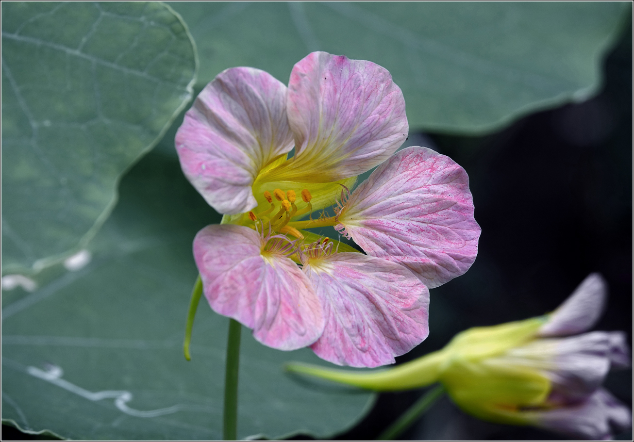 Изображение особи Tropaeolum majus.