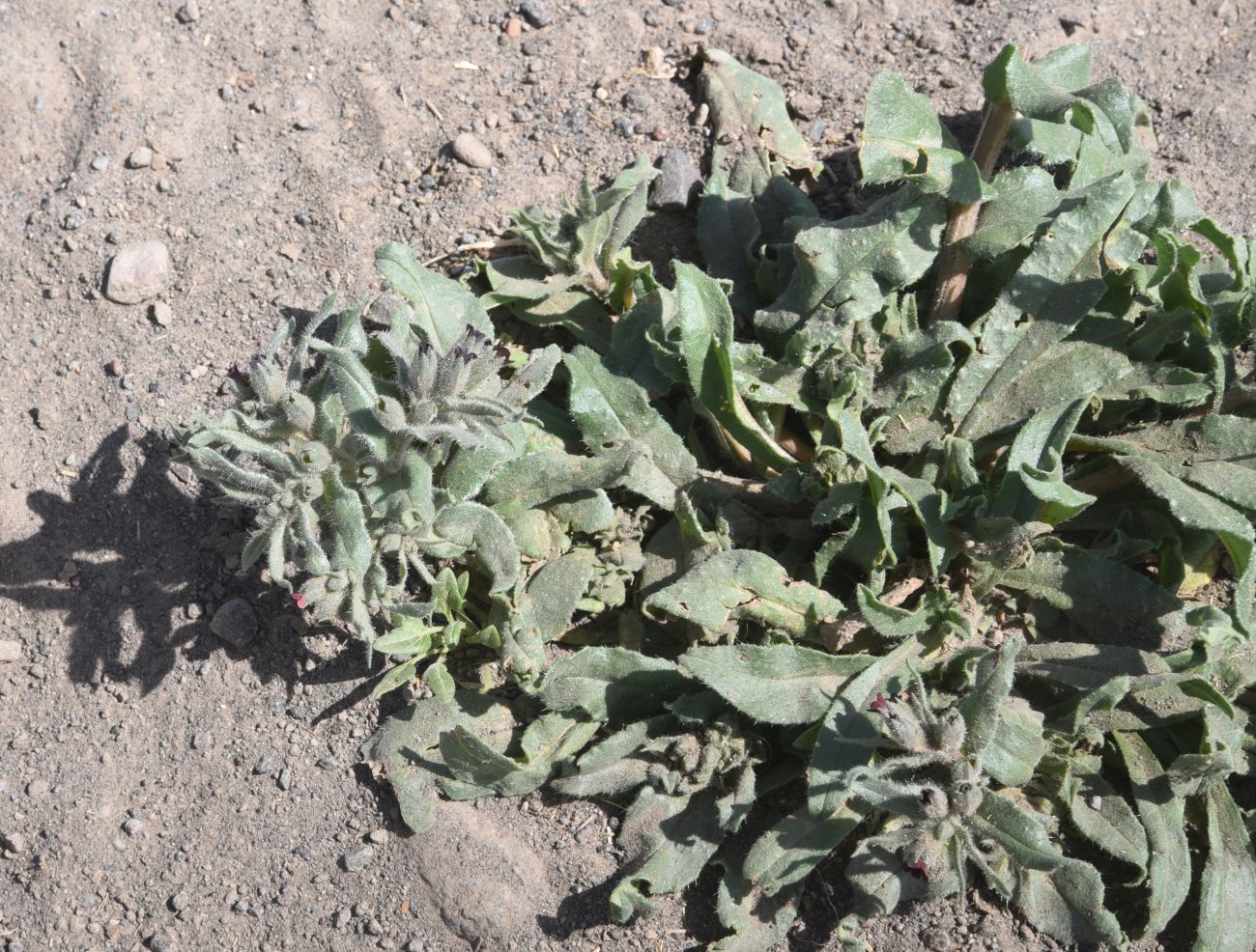 Image of genus Nonea specimen.