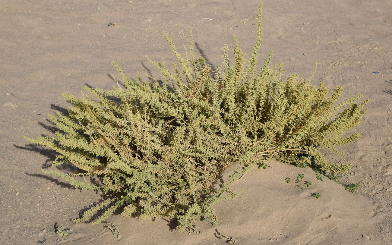 Image of Dysphania botrys specimen.