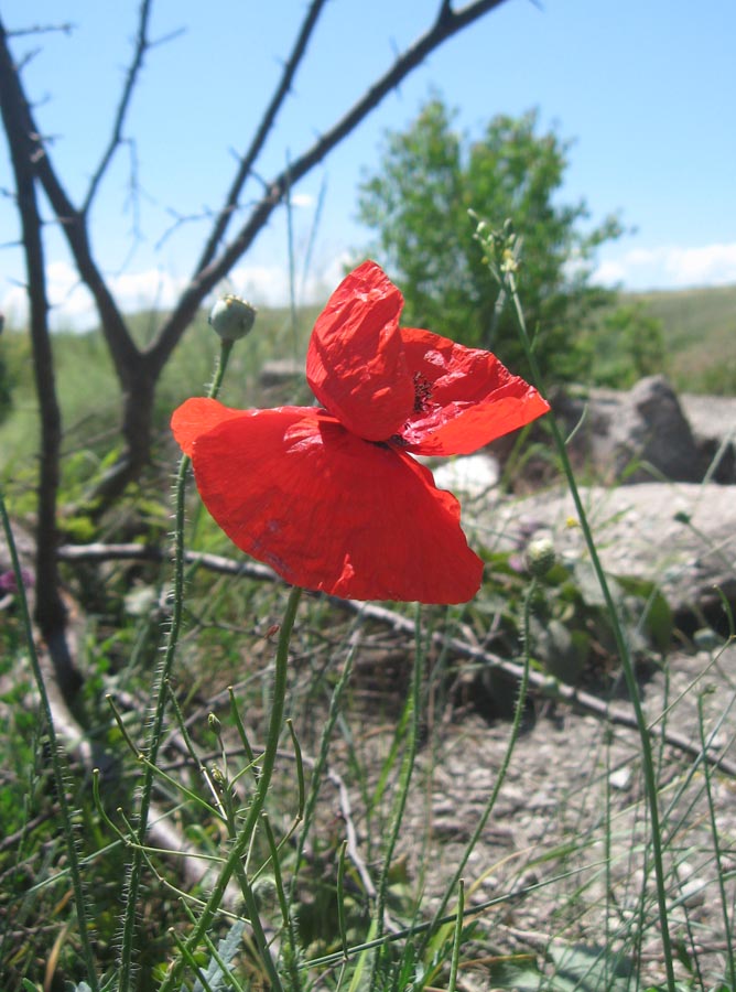 Image of Papaver rhoeas specimen.