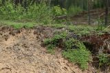 Thymus serpyllum. Вегетирующие растения на краю противопожарной канавы. Витебская обл., окр. дер. Сурмино, оз, сухой кустарничково-зеленомо-лишайниковый сосняк на песке, зарастающая вырубка. 14.06.2025.