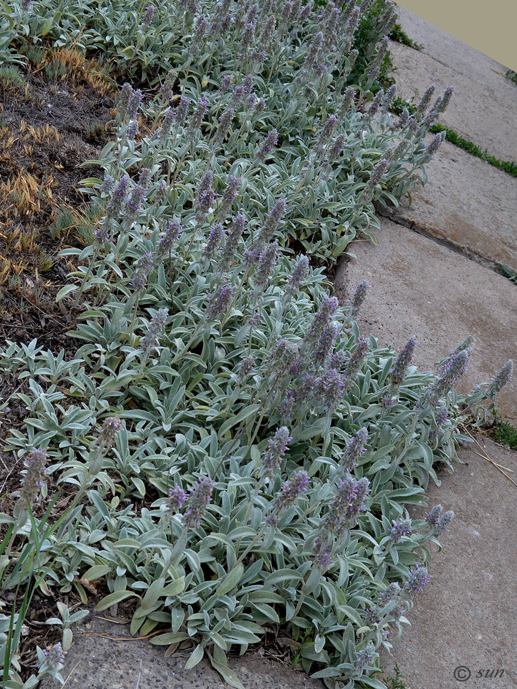 Image of Stachys byzantina specimen.
