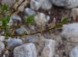 род Salix. Верхушка веточки с молодыми листьями и мужскими соцветиями. Кабардино-Балкария, Эльбрусский р-н, западная часть котловины оз. Донгуз-Орун, осушенный участок озера. 18 июня 2025 г.