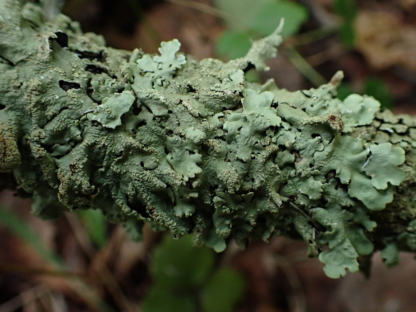 Image of Flavoparmelia caperata specimen.