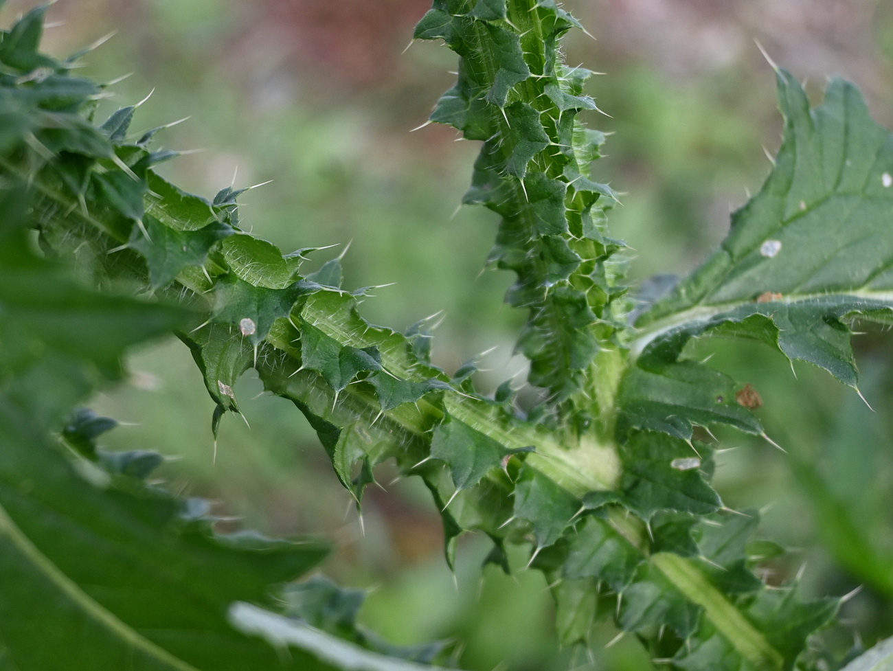 Image of Carduus acanthoides specimen.