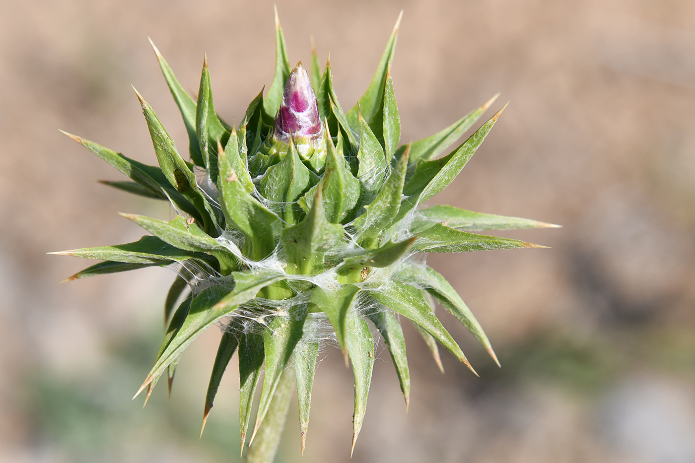 Изображение особи Cousinia ferghanensis.