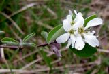 Amelanchier ovalis