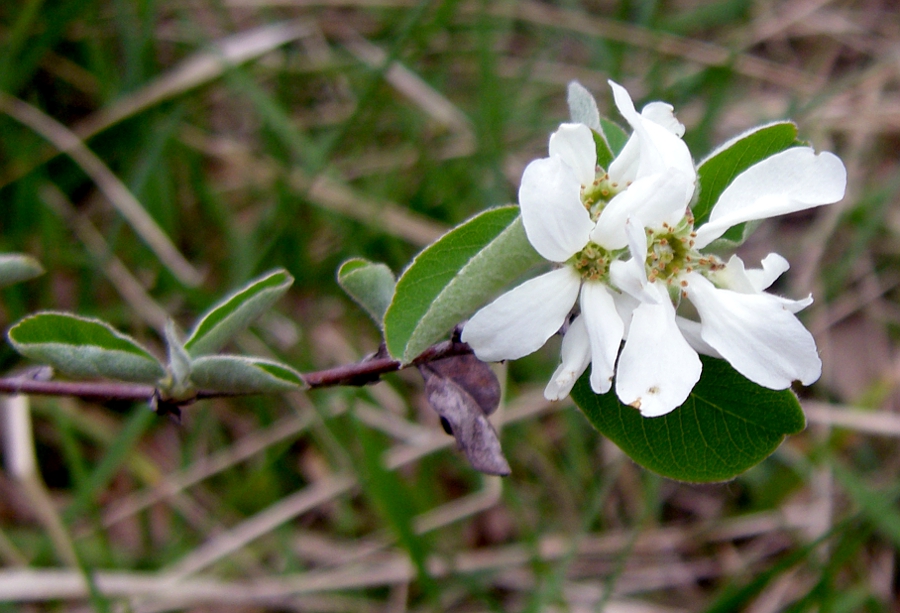 Image of Amelanchier ovalis specimen.