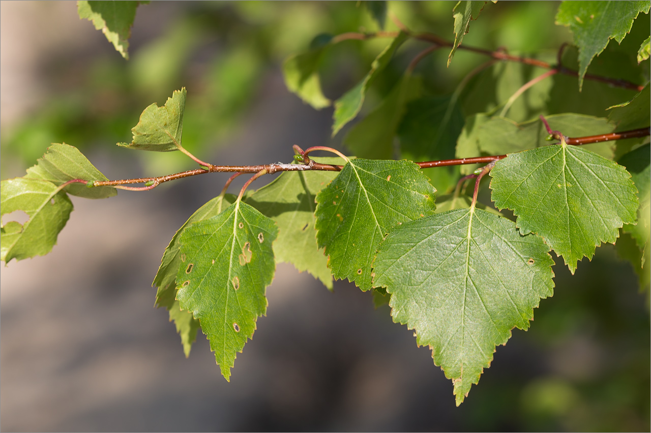 Image of Betula subarctica specimen.