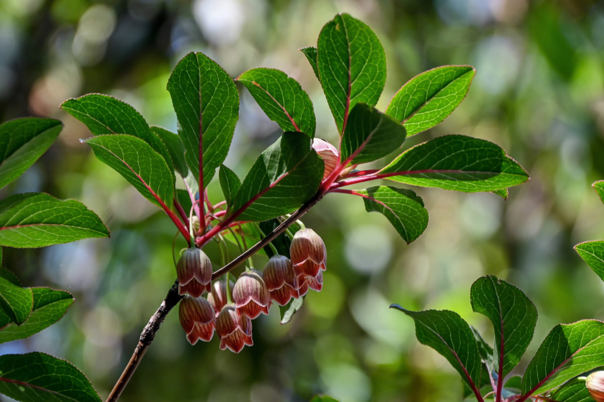 Изображение особи Enkianthus chinensis.