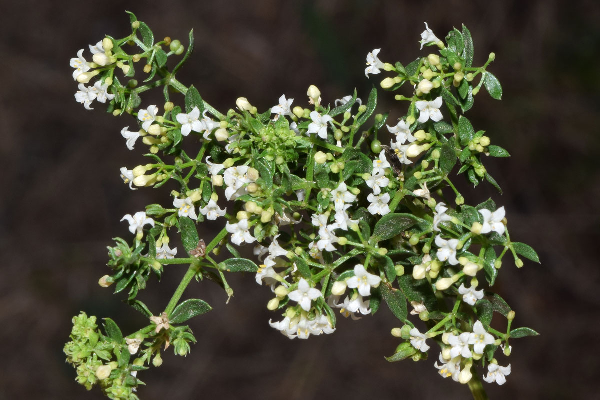 Image of Galium humifusum specimen.