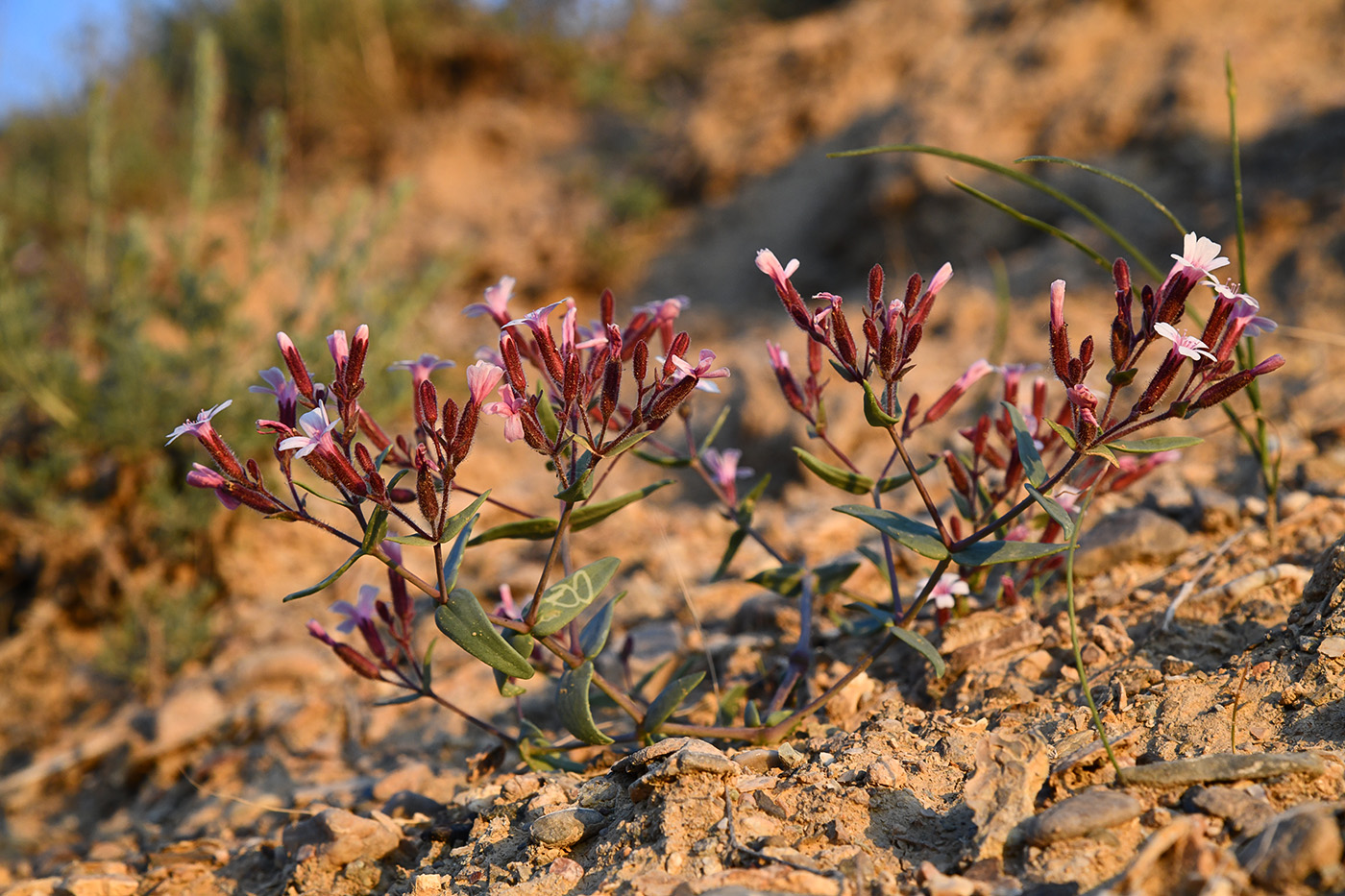 Изображение особи Bolbosaponaria sewerzowii.