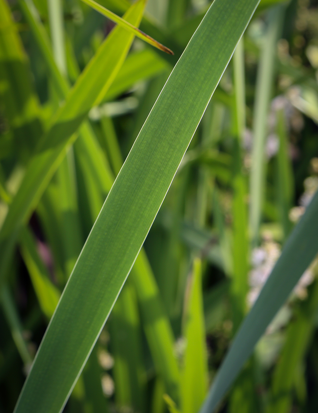 Изображение особи род Typha.