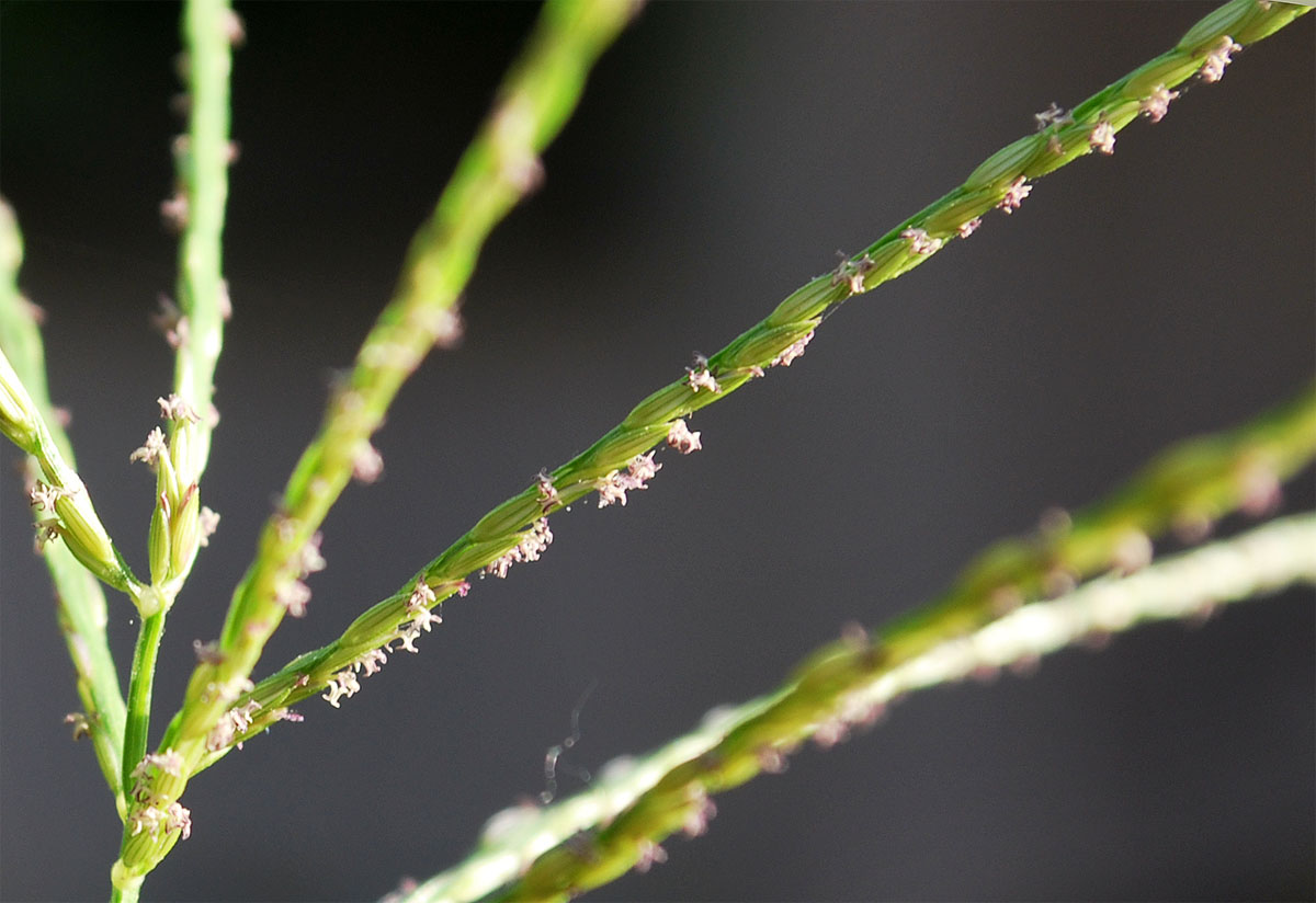 Изображение особи Digitaria sanguinalis.