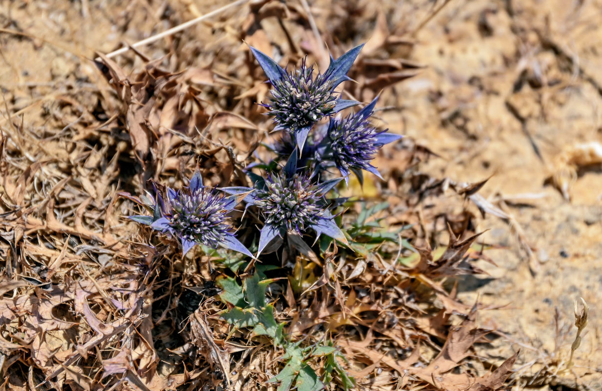 Image of genus Eryngium specimen.