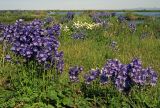 genus Polemonium. Массовое цветение растений на торфяных островках. Чукотка, Чаунская низм., дельта р. Чаун-Паляваама, о. Айопечан. 04.07.2005.