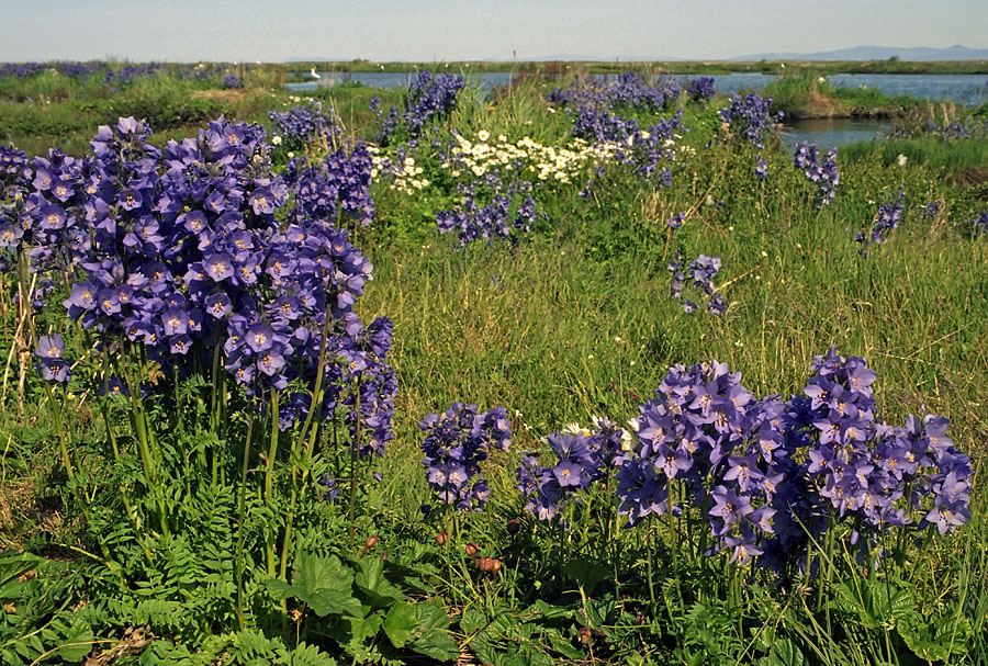 Изображение особи род Polemonium.