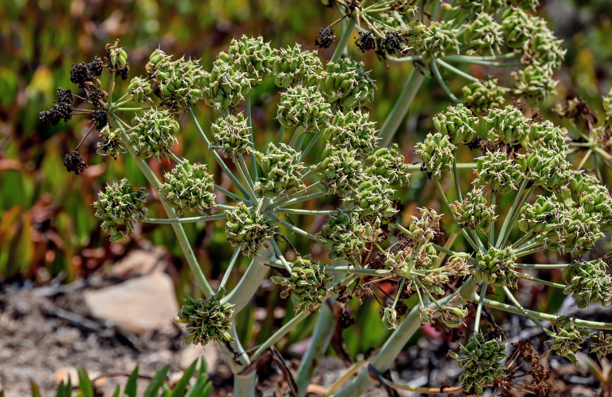 Изображение особи Thapsia gummifera.