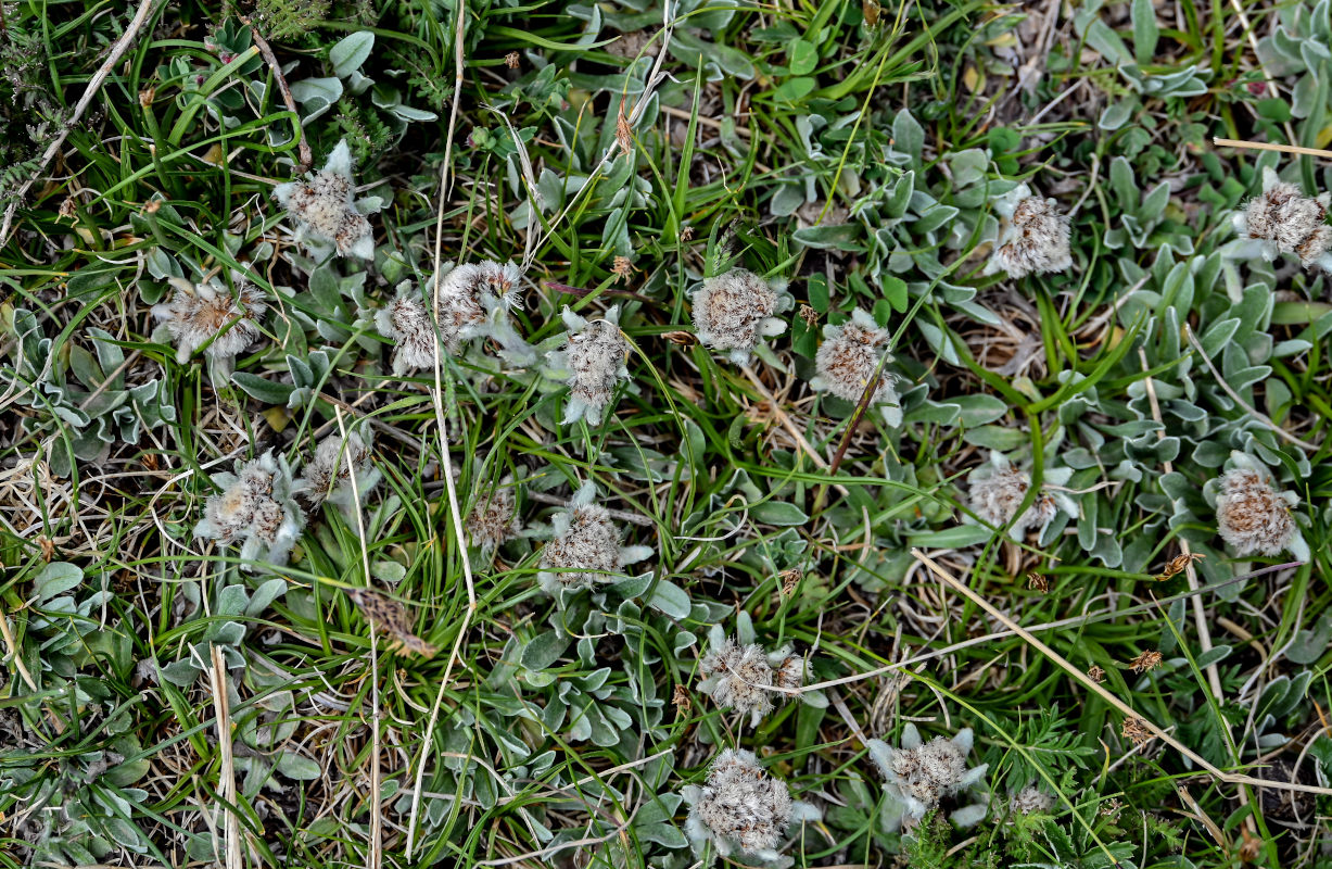 Изображение особи род Leontopodium.