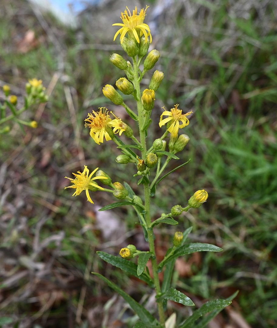 Image of familia Asteraceae specimen.