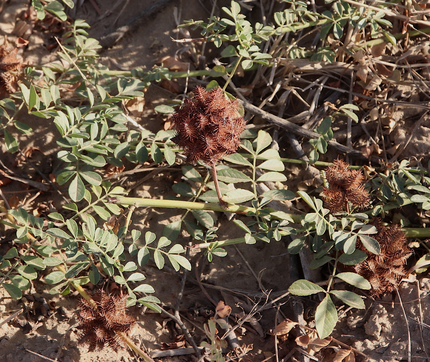 Изображение особи Glycyrrhiza echinata.
