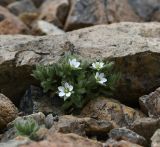 Arenaria saponarioides