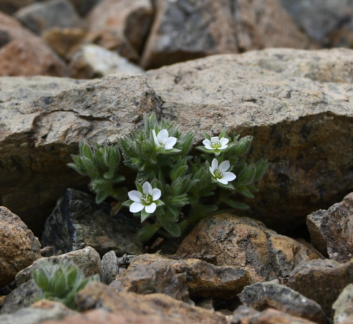 Изображение особи Arenaria saponarioides.
