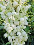Yucca filamentosa