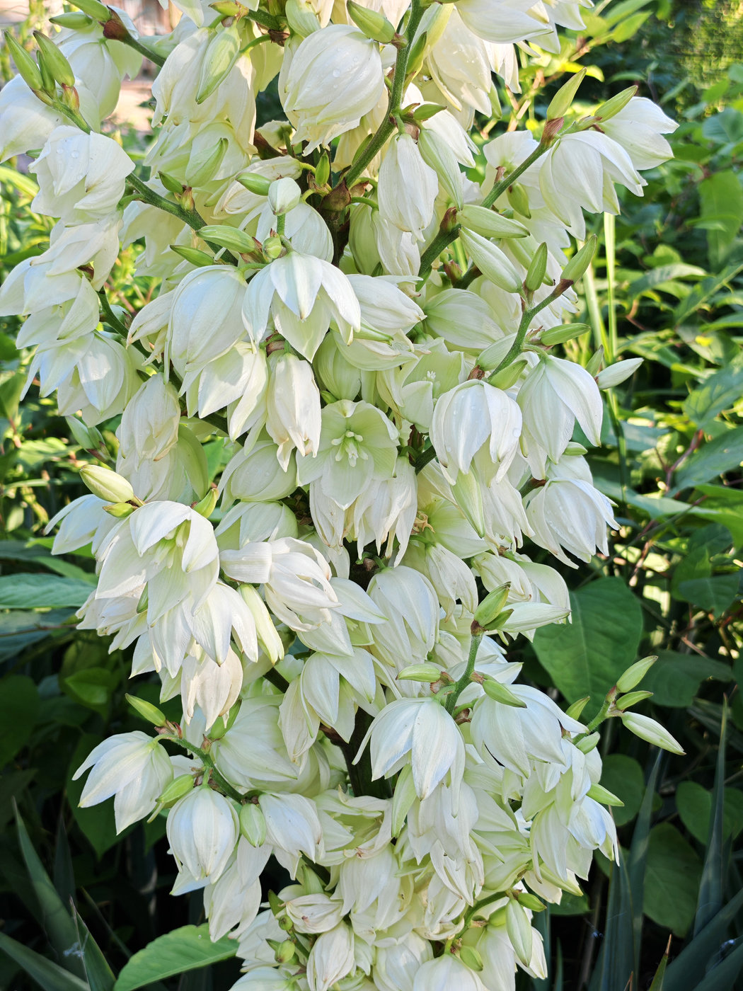 Изображение особи Yucca filamentosa.