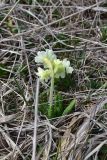genus Primula. Цветущее растение. Грузия, край Самцхе-Джавахети, Ниноцминдский муниципалитет, юго-восточный склон горы Патара-Абули, ок. крепости Кероглы, выс. 2650 м н.у.м., луг. 7 июня 2026 г.