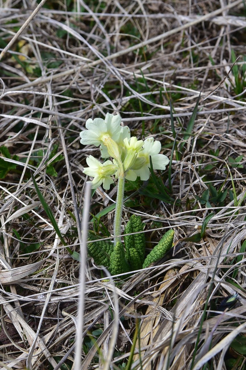 Image of genus Primula specimen.