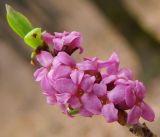 Daphne mezereum. Цветущая ветвь. Татарстан, г. Бавлы, дубрава. 04.05.2011.