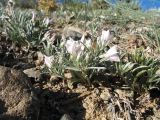Convolvulus ammannii. Цветущее растение. Казахстан, Восточно-Казахстанская обл, Зайсанский р-н; Саур-Тарбагатай, сев. макросклон вост. части хр. Манрак, пер. Шиликты, ≈ 900 м н.у.м., глинисто-щебнистый склон сопки. 12 мая 2026 г.