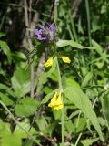 Melampyrum nemorosum. Верхушка цветущего растения. Ленинградская обл., Ломоносовский р-н, окр. пос. Глядино, смешанный лес. 7 июня 2026 г.